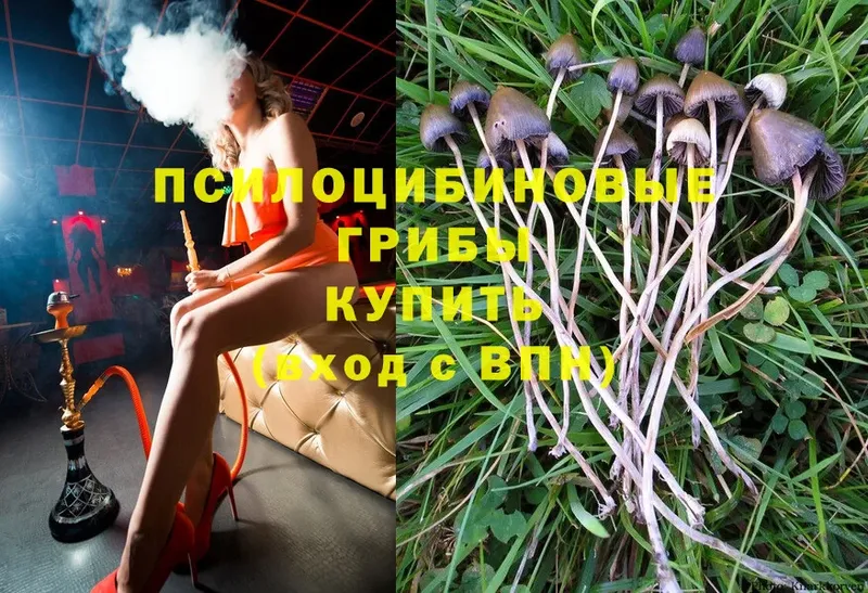 Псилоцибиновые грибы Psilocybine cubensis  Краснознаменск 